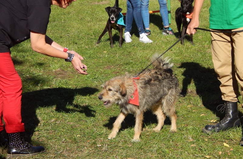 dogs with owners in the field