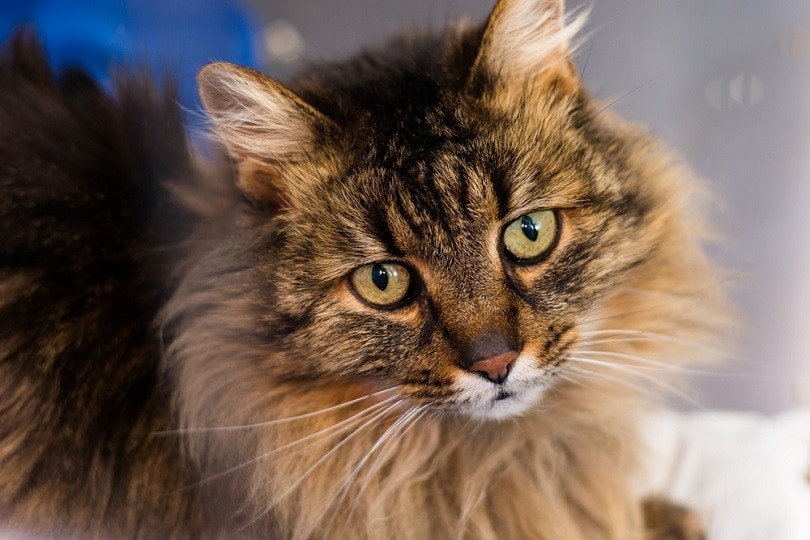 domestic longhair cat