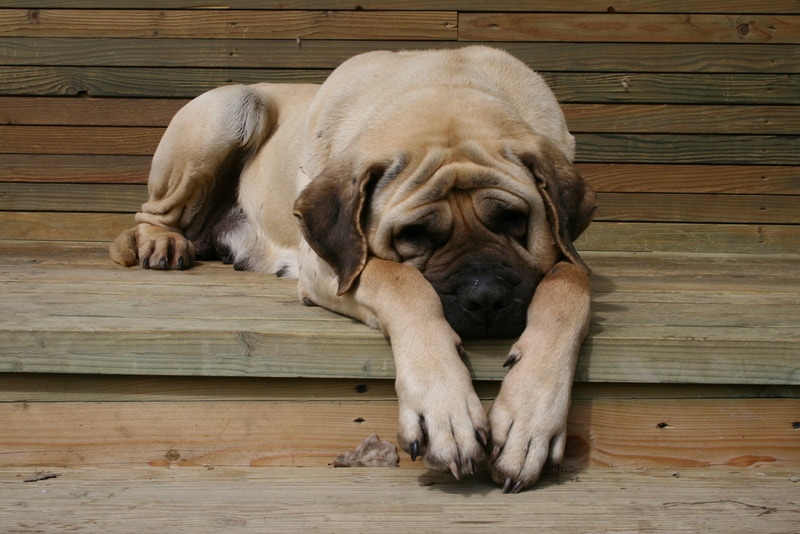 english mastiff sleeping