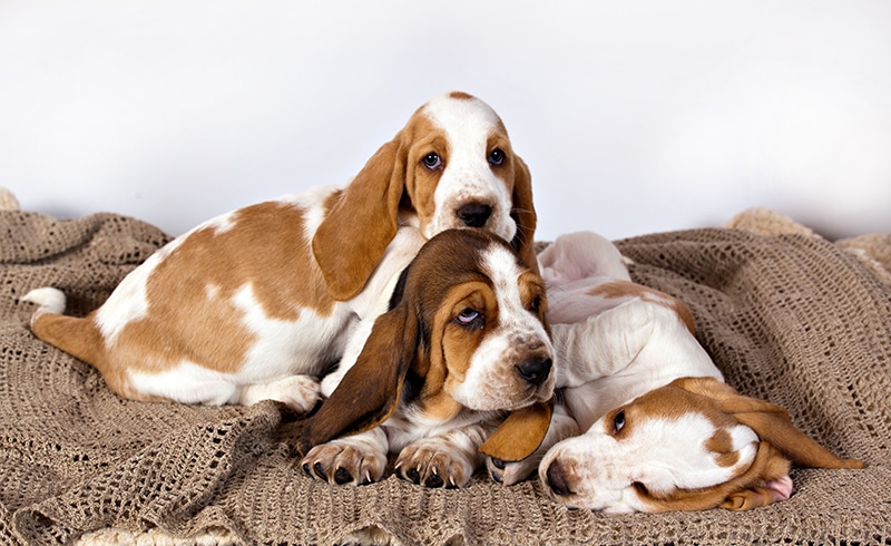 european Basset Hound puppies