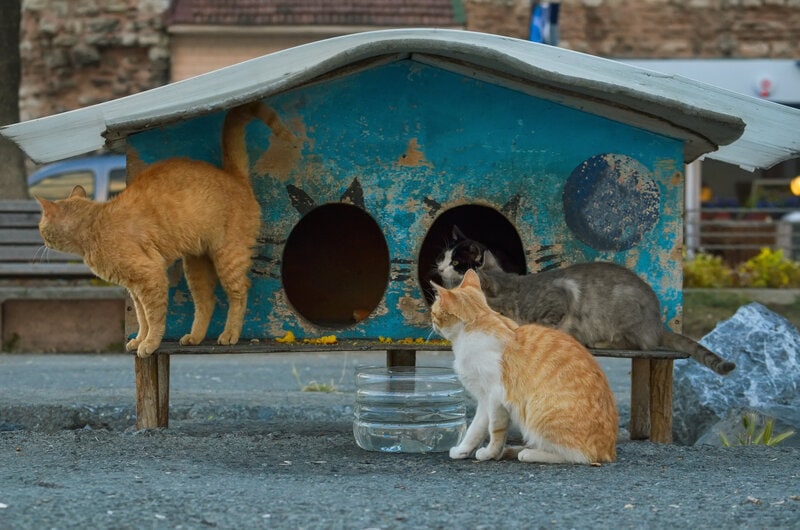 street cat shelter