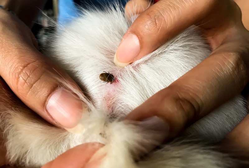 flea on dog skin