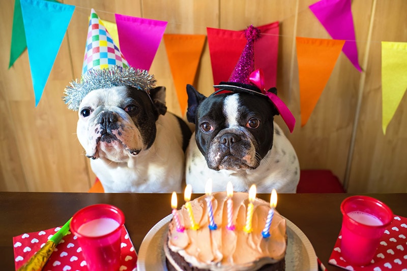 french bulldogs in a dog party
