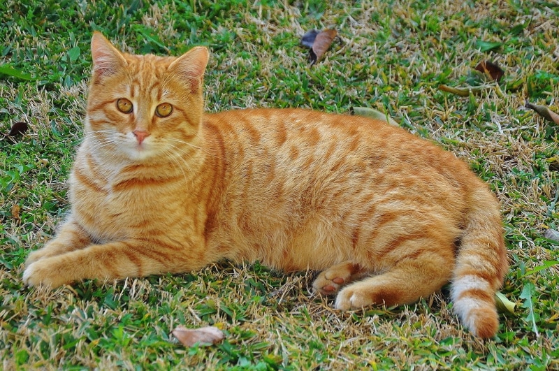 ginger cat lying on the grass