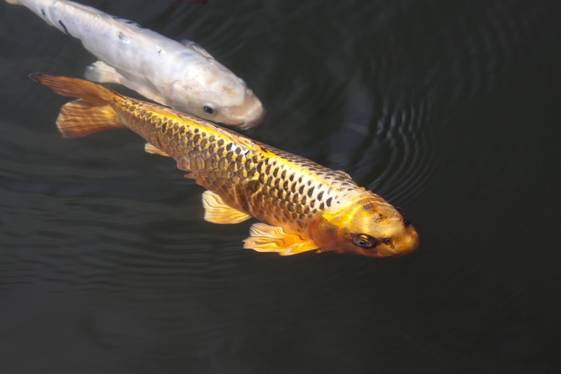 gold koi swimming in the pond