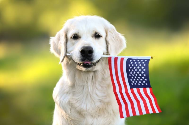 golden retriever dog holding American flag in its mouth