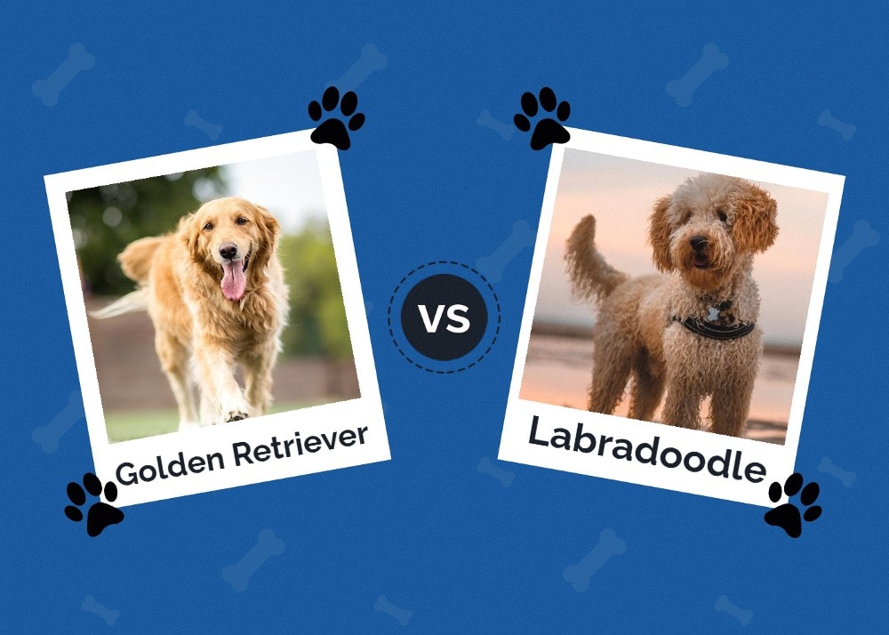 HEP_golden-retriever-vs-labradoodle