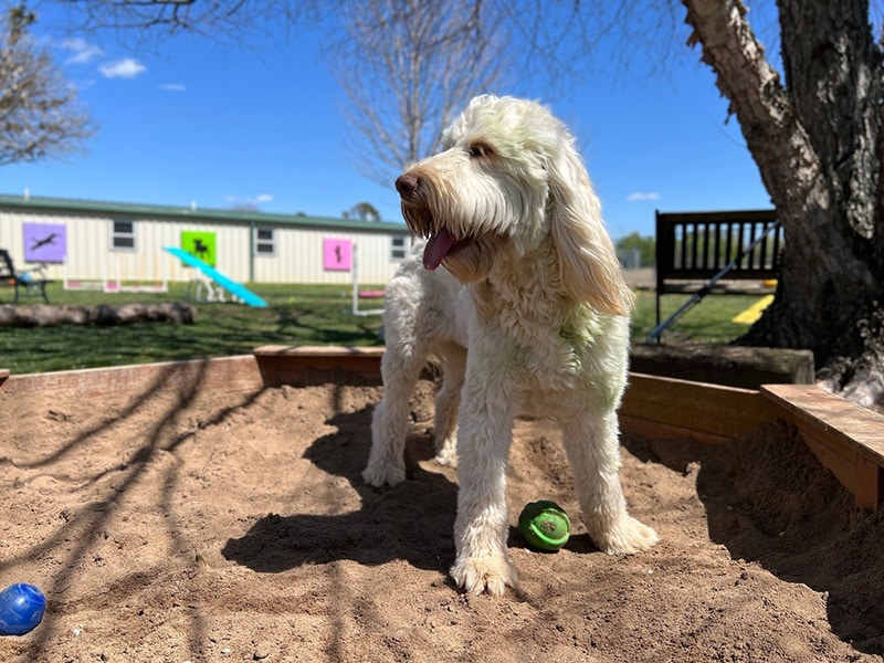 goldendoodle playing in sandbox