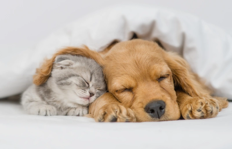 gray tabby kitten sleeping with an English cocker spaniel