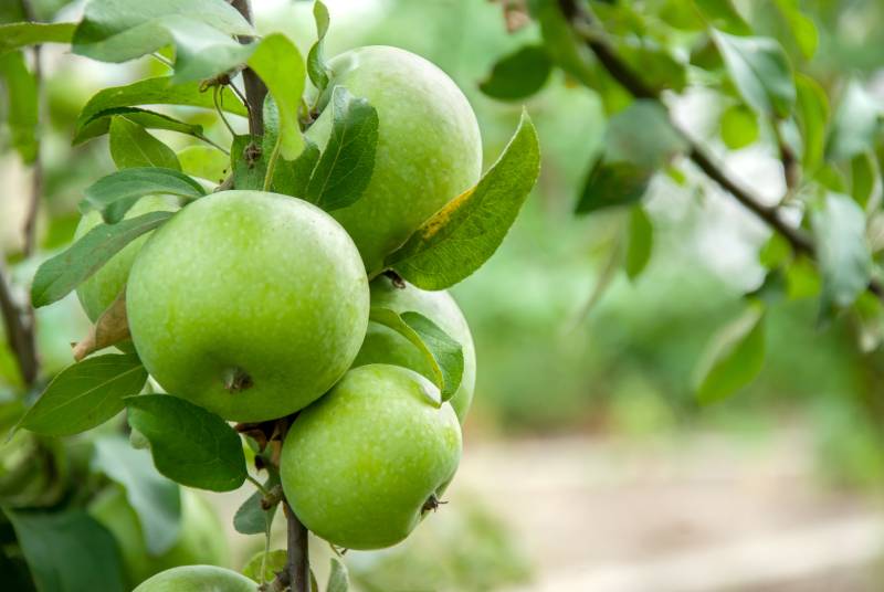 green apples on a branch ready to be harvested