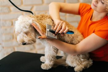 Image showcasing Dog Ear Hair Plucking: Our Vet Answers Concerns & Alternatives | Hepper ...