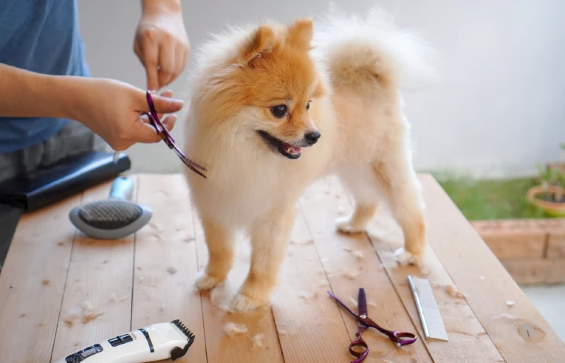 groomer giving a fox face pomeranian dog a haircut