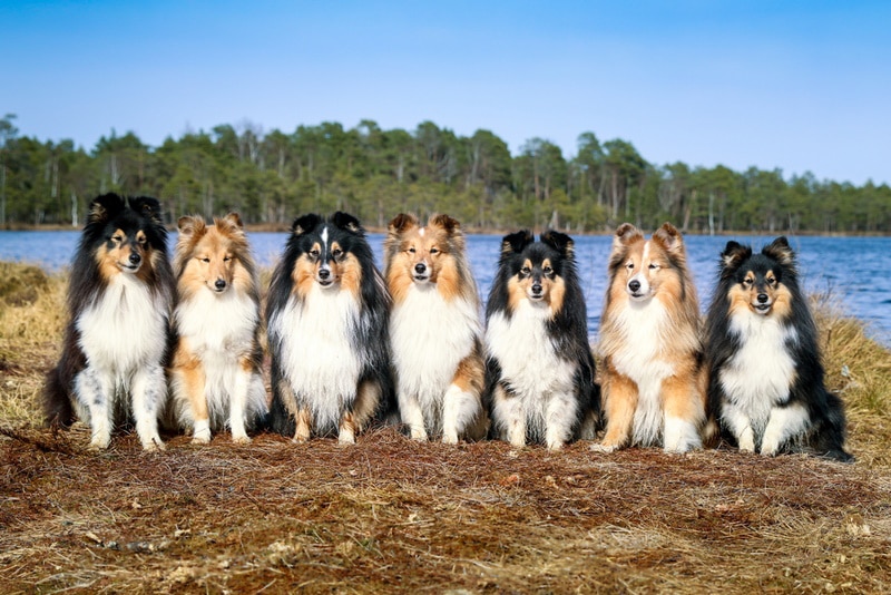 group of shetland sheepdogs sitting near lake