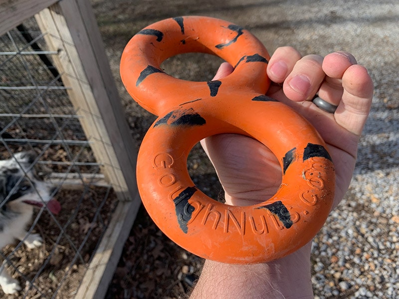 hand holding the goughnut tug toy