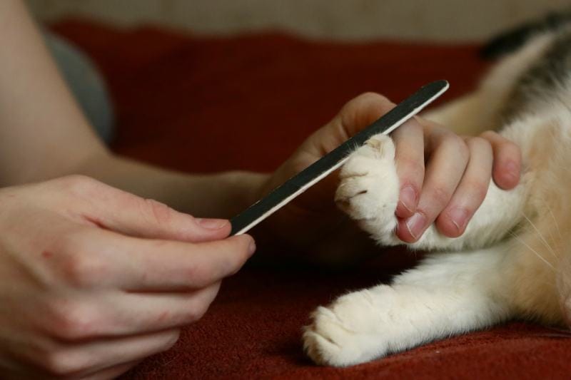 hand with nail file filing cat claws