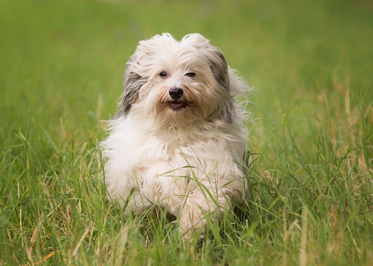 How Big Do Havanese Get? (With Growth & Weight Chart) Hepper Pet