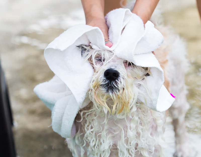 havanese dog getting hair dried with towel