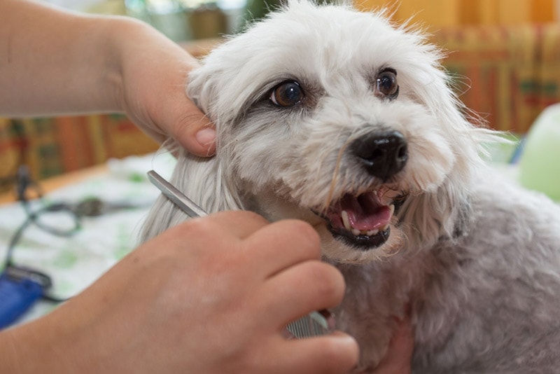 havanese dog hair getting brushed