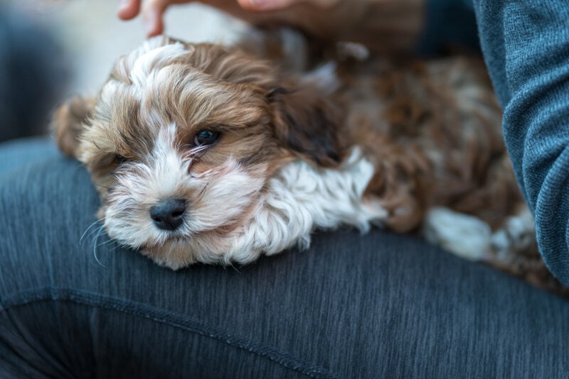 brown and whit havanese puppy sitting on a lap