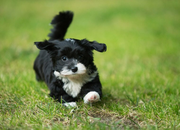 27 Different Havanese Colors (With Pictures) | Hepper Pet Resources