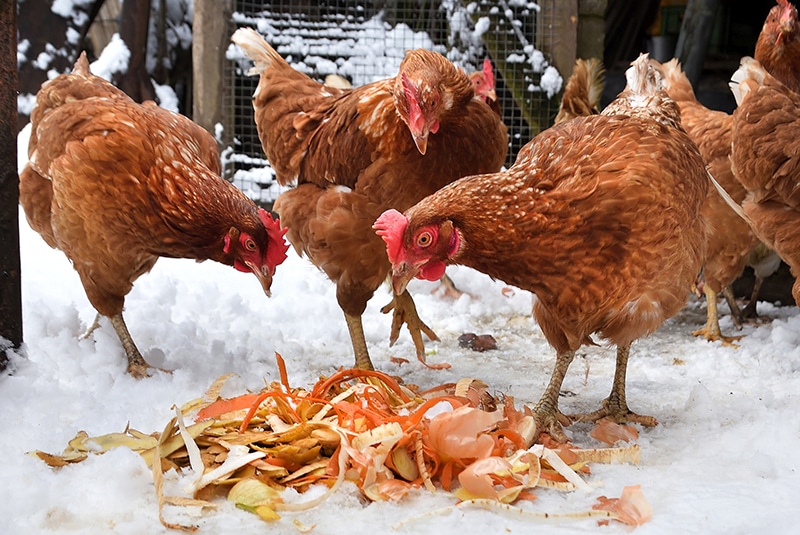 hens eating scraps in the snow