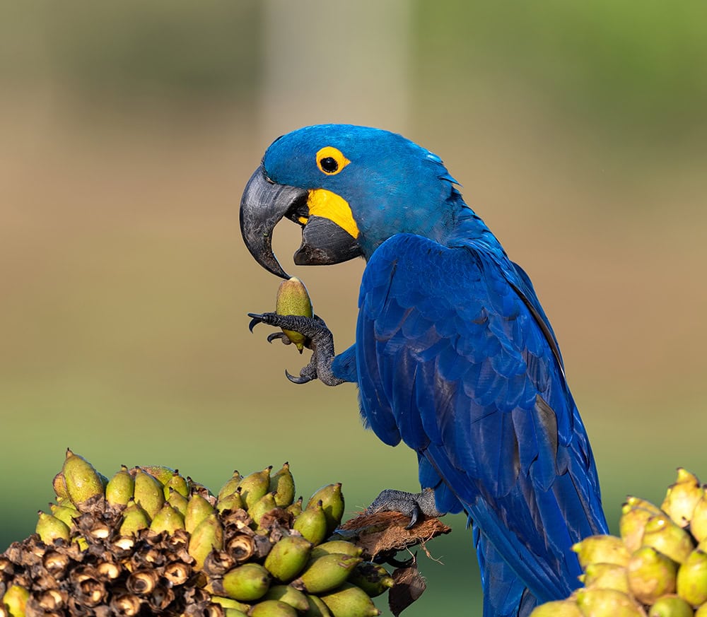 Hyacinth macaw bird eating