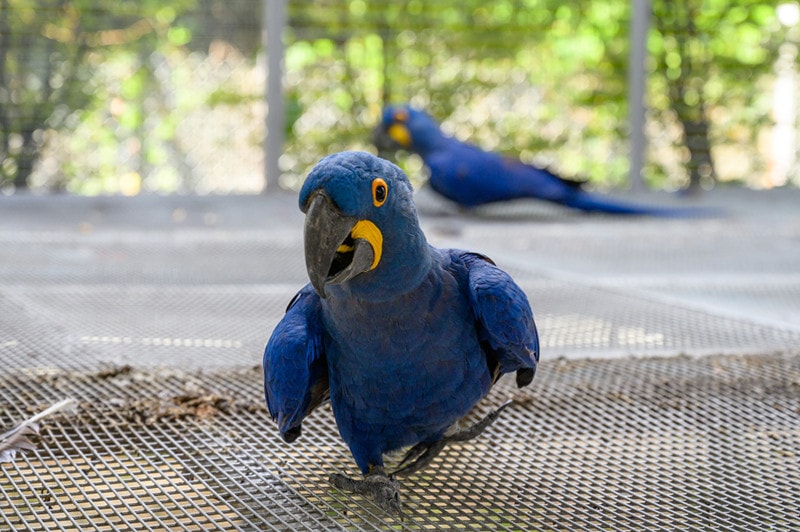 hyacinth macaws in a cage