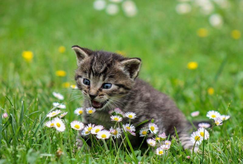 kitten trying to eat flowers in the field