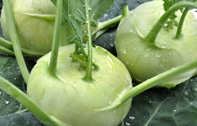kohlrabi vegetables