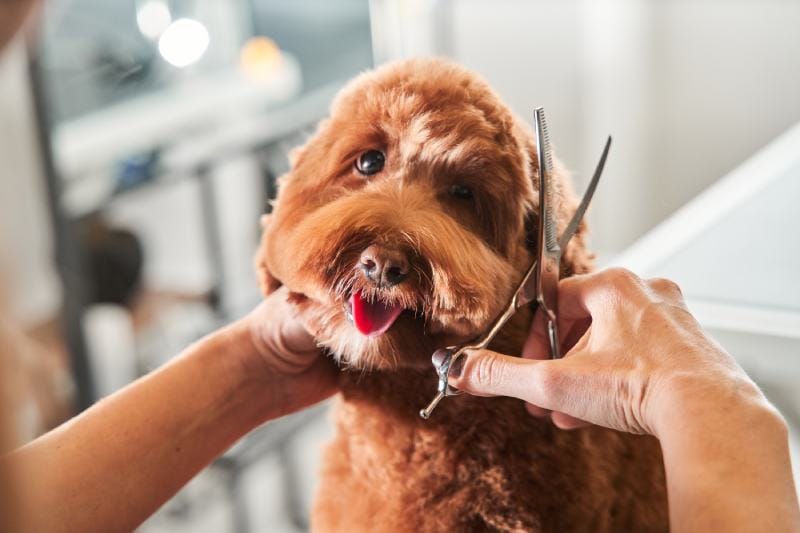 labradoodle dog sitting at the grooming salon