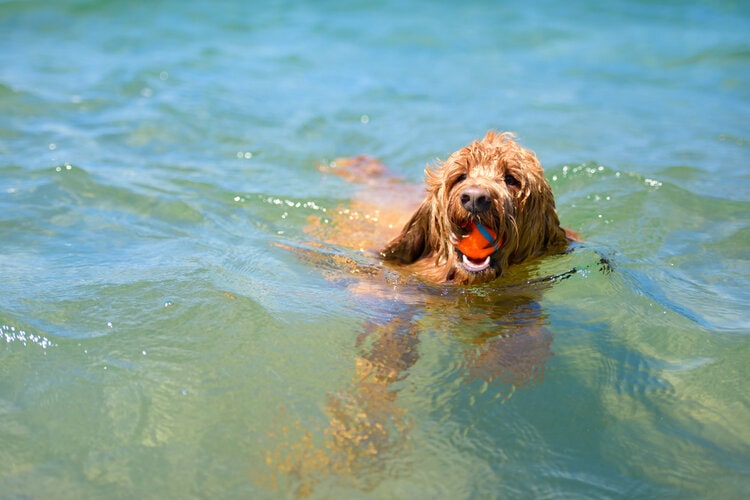 labradoodle swimming
