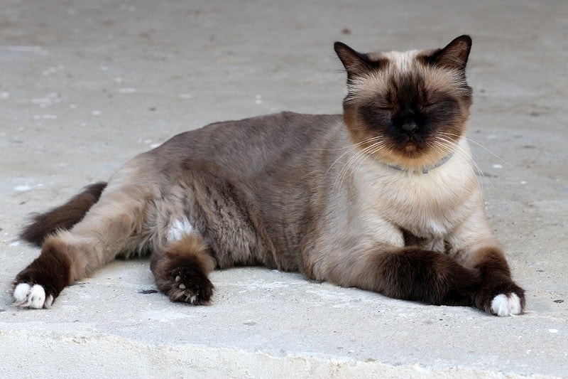 lazy burmese cat lying outside