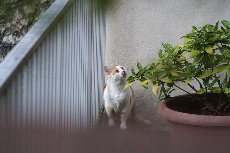 lonely cat trapped in a balcony