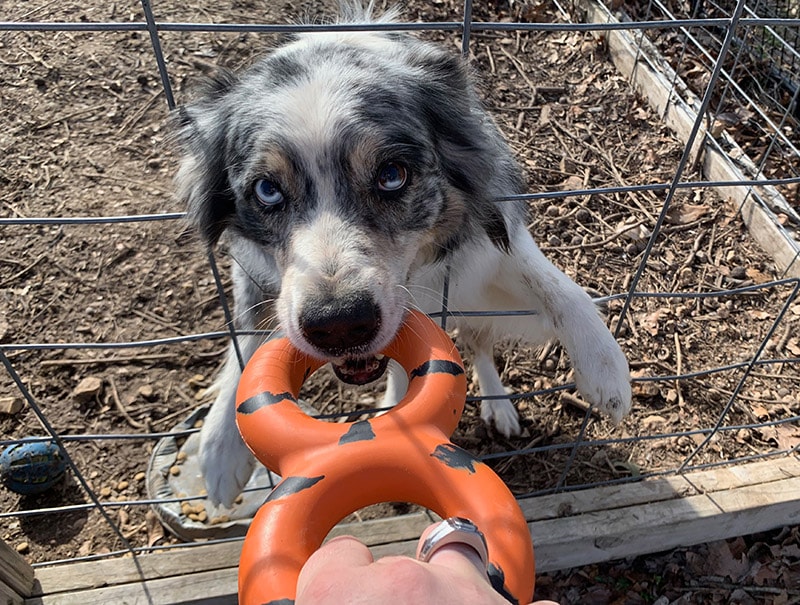 luka playing the goughnut tug toy