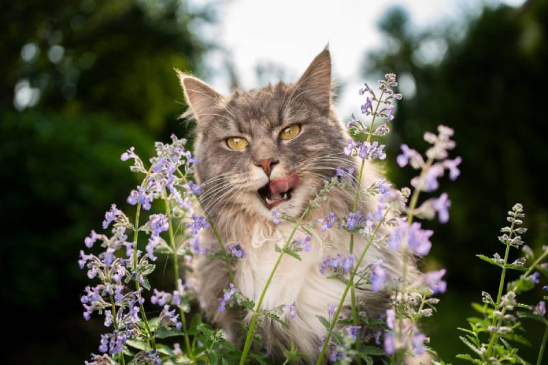 maine coon licking lips after eating a flower plant