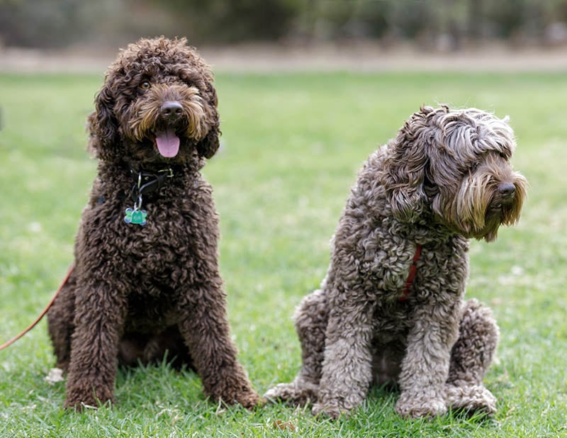 male and female labradoodles at the park