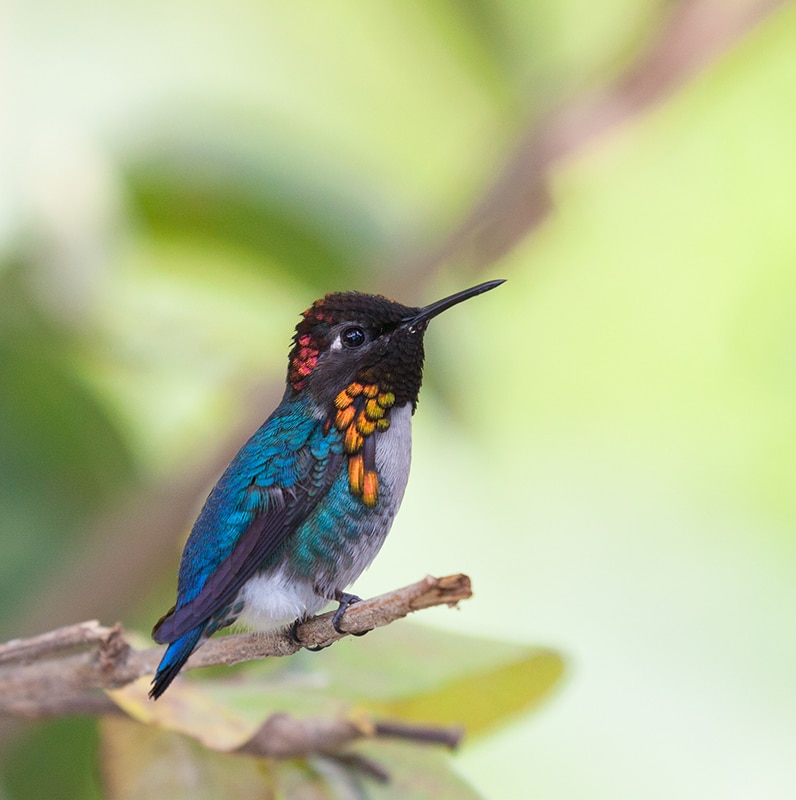 male Bee Hummingbird perched