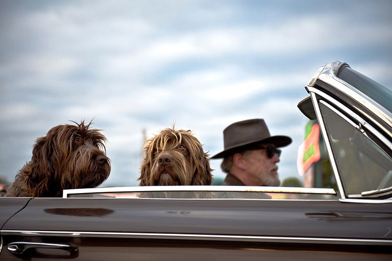 male owner with his two dogs in a convertible car