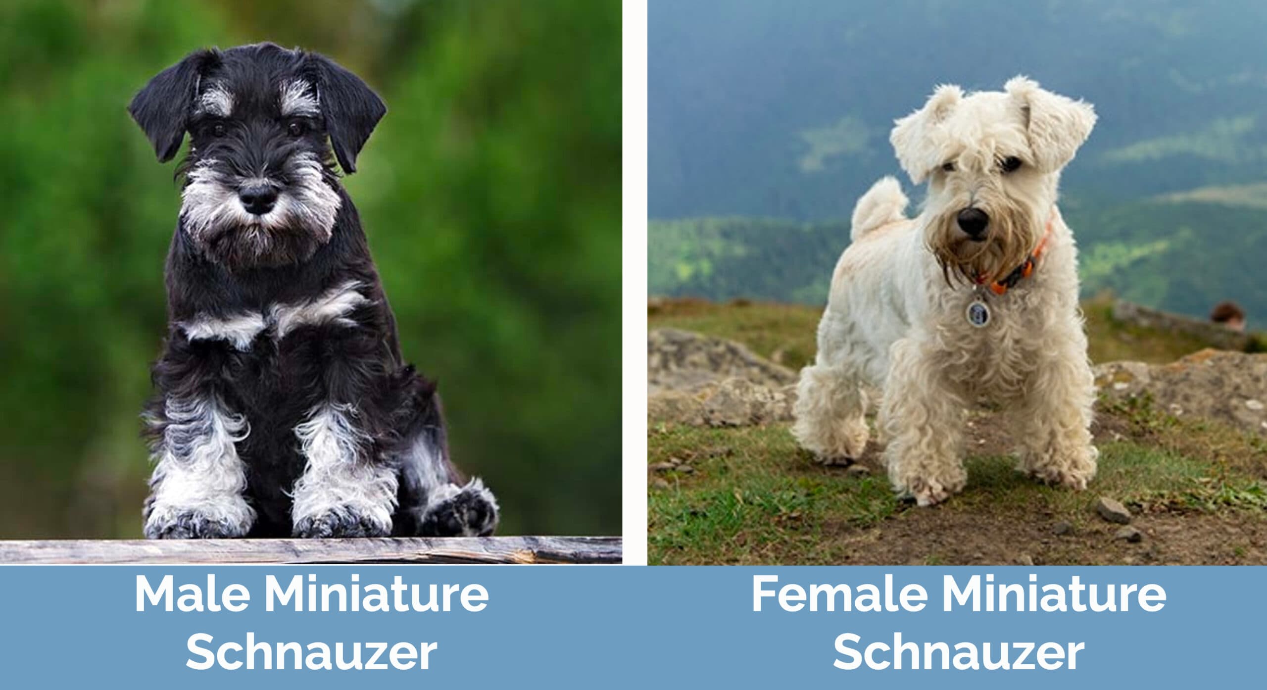 male:female Miniature Schnauzer side by side