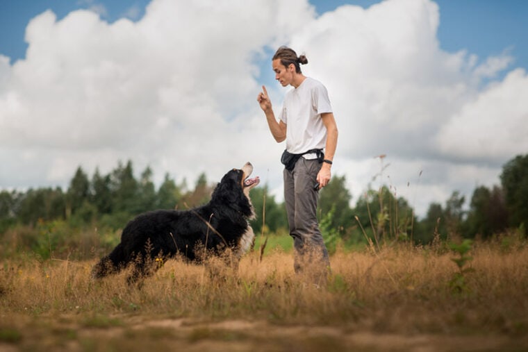 Dog Herding Training Near Me Find and Join Local Sessions