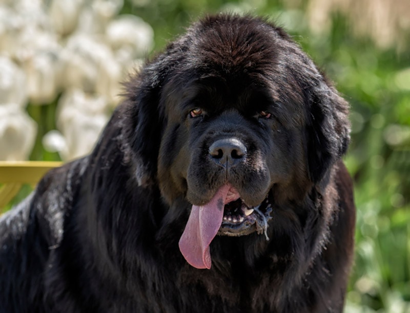 How Much Do Newfoundland Dogs Drool Breed Facts FAQ Hepper Pet 