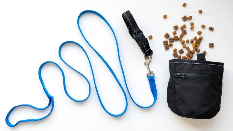 nylon dog training leash and collar and treat pouch