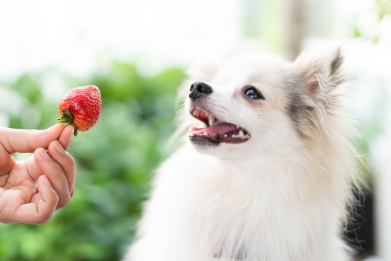 offering dog strawberry