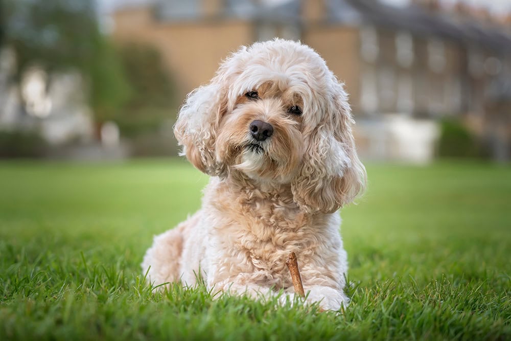 old cavapoo dog lying on the grass