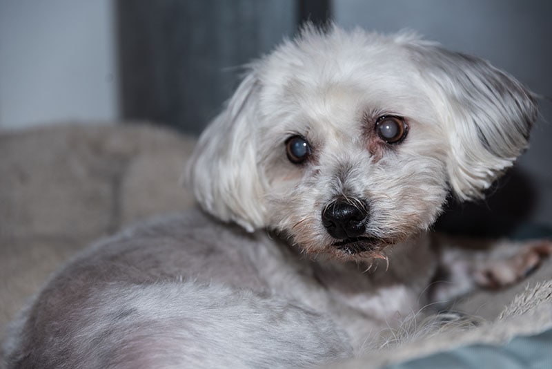 old dog has cataracts - Havanese