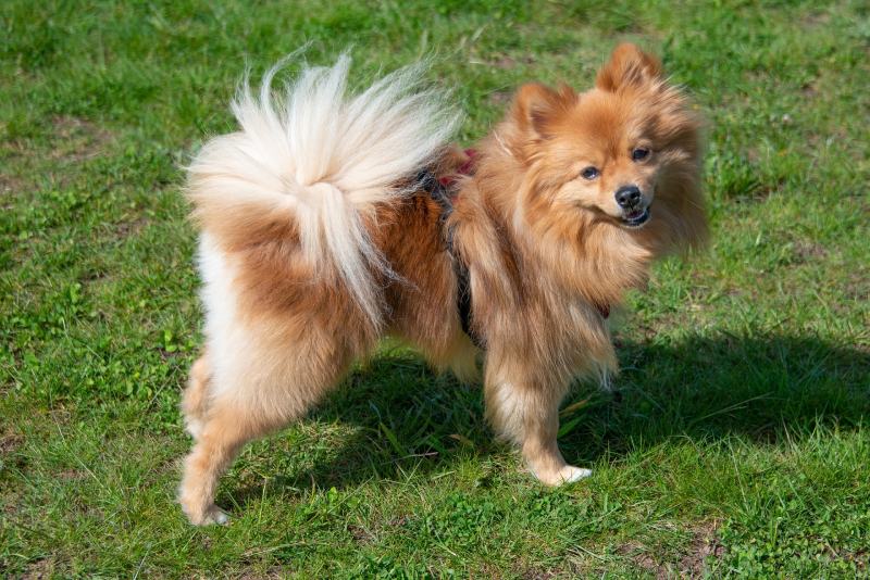 orange pomeranian