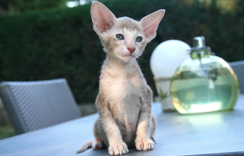 oriental shorthair cat kitten