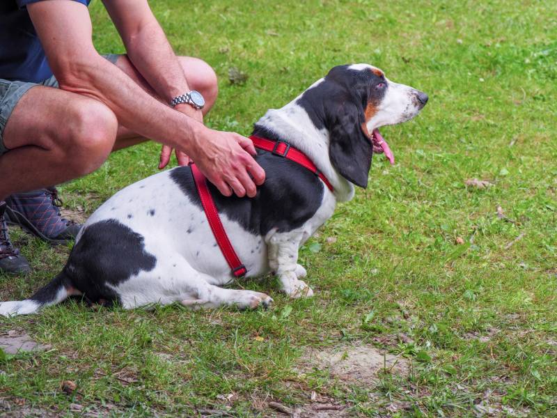owner petting charming basset hound dog in the park