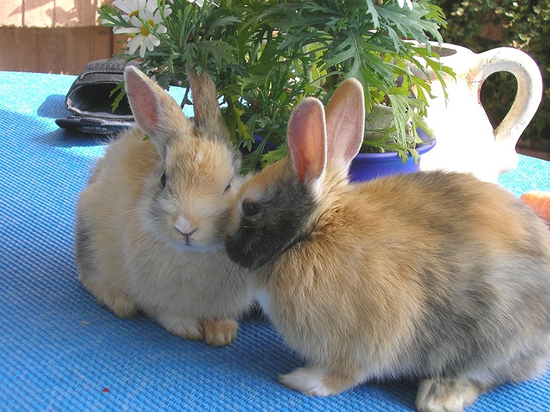 pair of rabbits on table sniffing each other