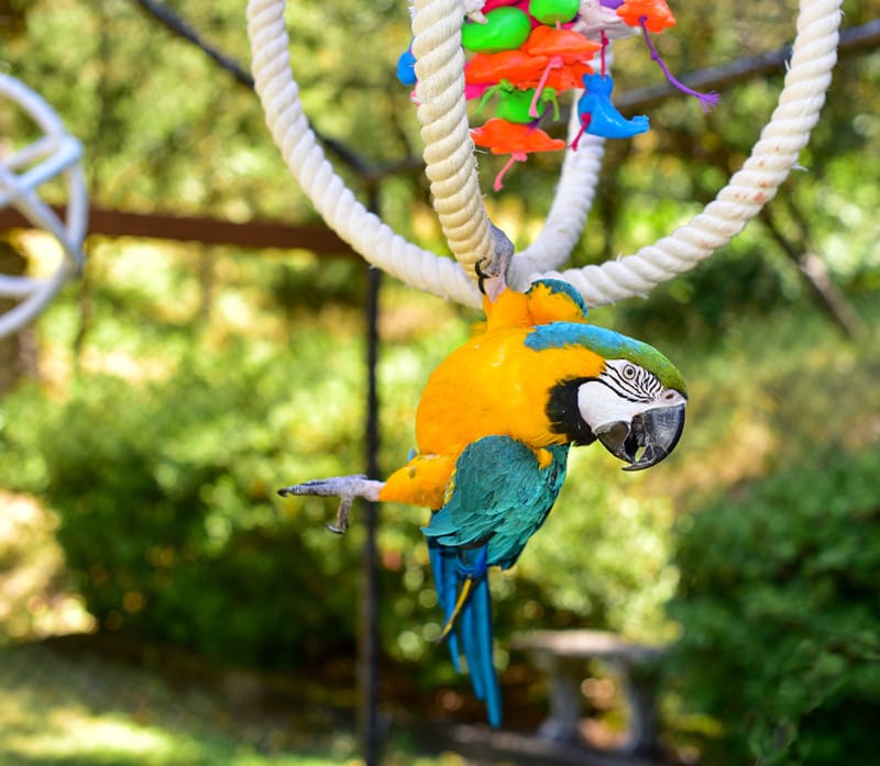 parrot playing in the aviary